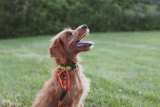 Best Bark Collar For Large Dogs